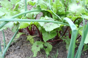 beet greens June 2012