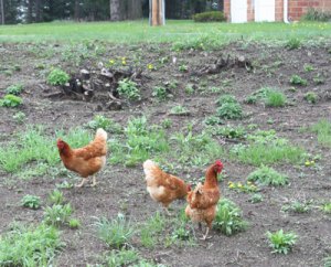 chickens-may-13