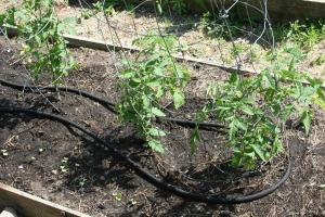 irrigation tomatoes