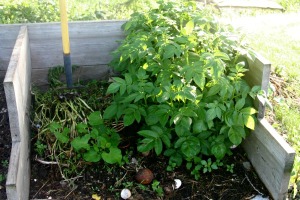 potatoes in compost