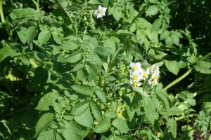 happy potato plants flowering 7-13