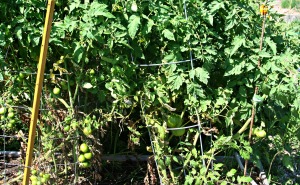tomato plants staked 7-13