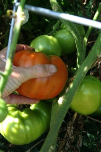 big tomato with hand