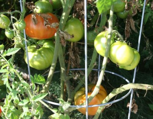 big tomatoes