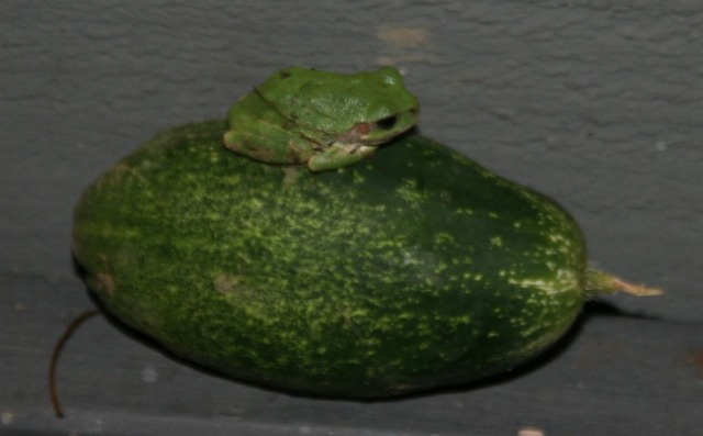frog on cucumber
