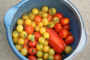 tomatoes 8-13
