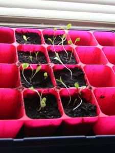 seedlings 3-27
