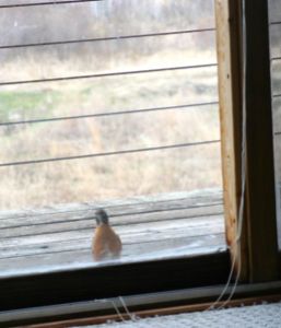 robin at window2