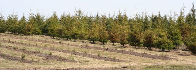 tree nursery conifers 2014