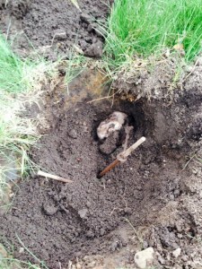 dead gopher in hole