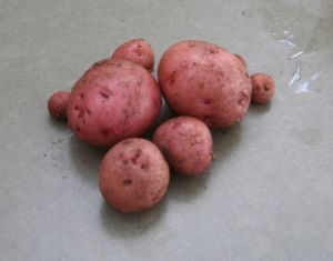 cups rose potatoes