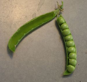 green arrow peas in pod