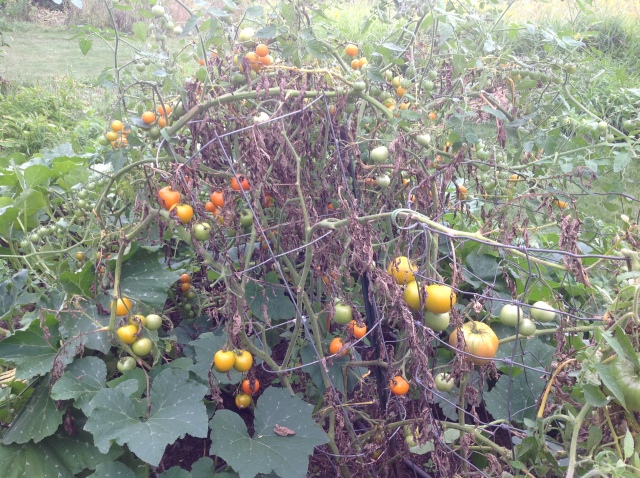 sad tomato plants