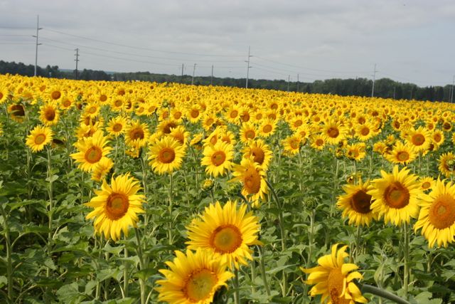 sunflower field grasston nd