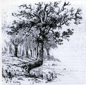 trail marker tree drawing