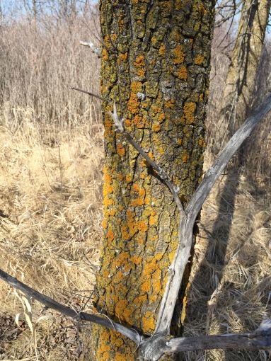 lichen tree 3-6-16